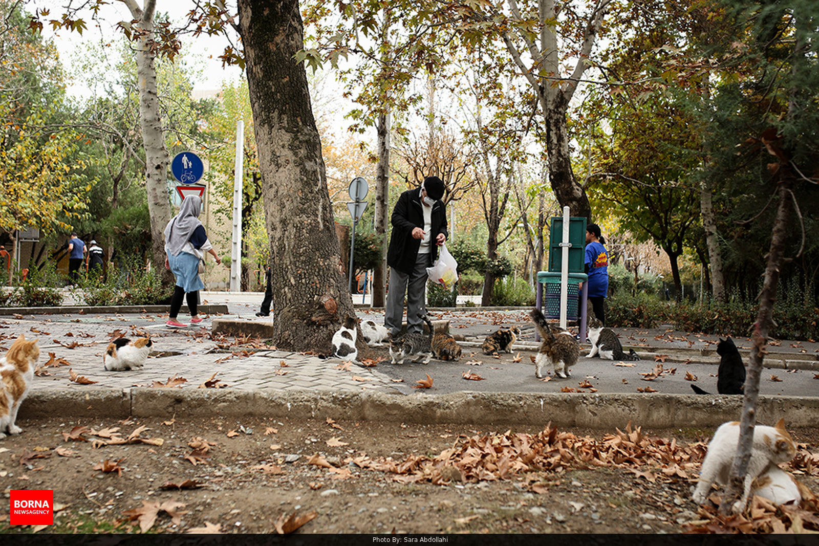 حال و هوای تهران بارانی و گربه های گرسنه در پارک لاله 