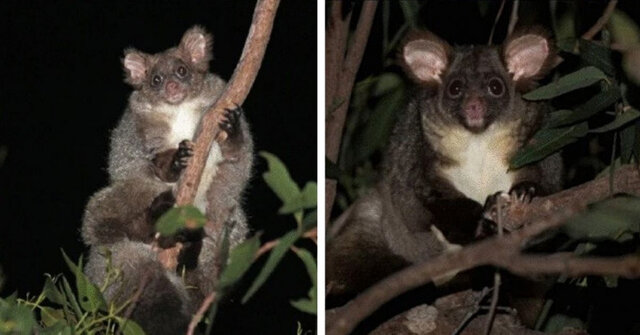 ۲ گونه جدید پستاندار در استرالیا شناسایی شد