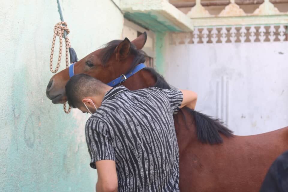 اسب‌های بوشهر شناسنامه دار شدند