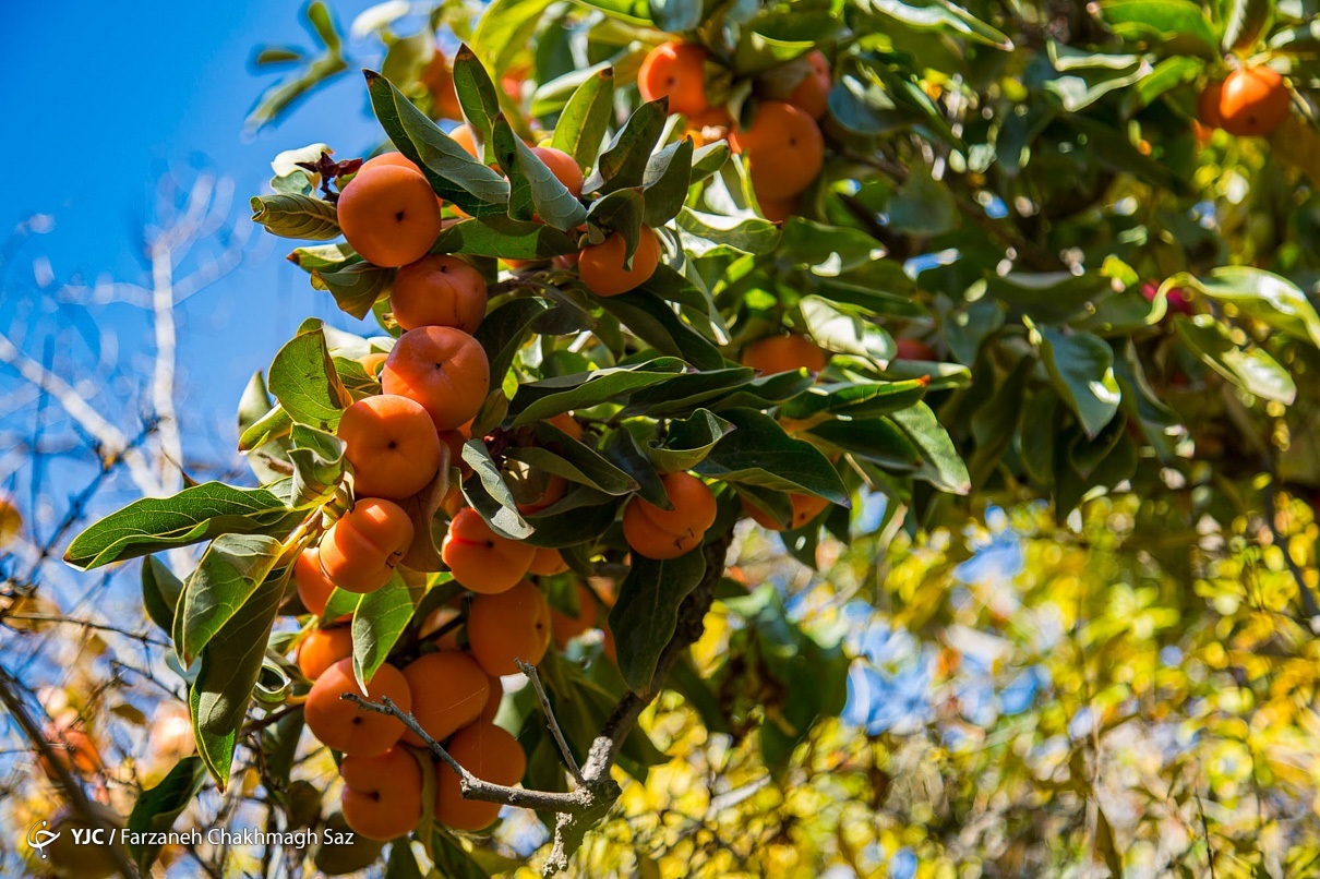 درختان خرمالوی کوچه باغ‌های شیراز