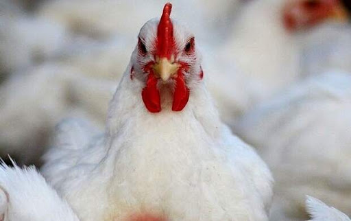 مرغداران: قیمت مرغ بالای ۳۳ هزار تومان مورد قبول ما نیست