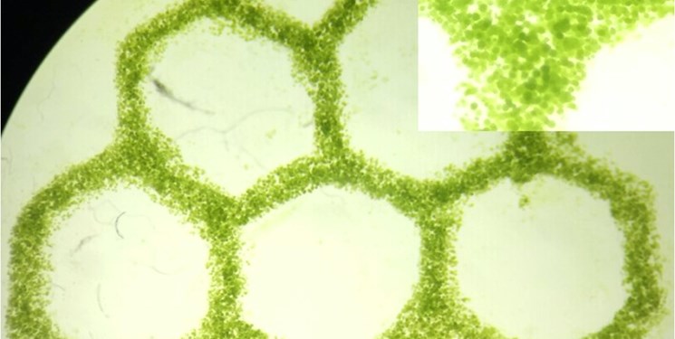 رشد بافت‌های مصنوعی از طریق تزریق اکسیژن به همراه جلبک‎
