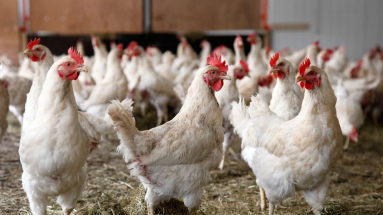 ممنوعیت خروج مرغ زنده از کردستان