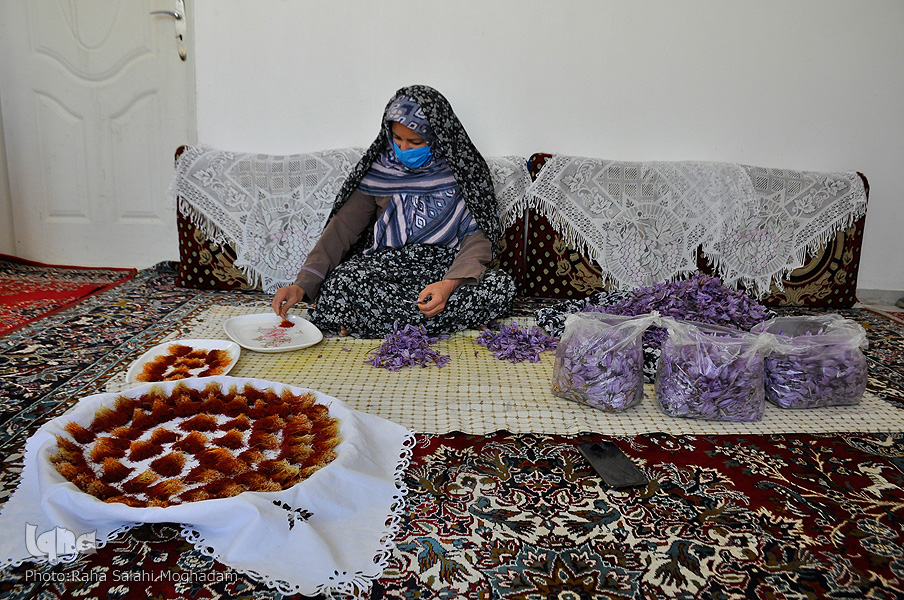 برداشت زعفران در خراسان‌ جنوبی
