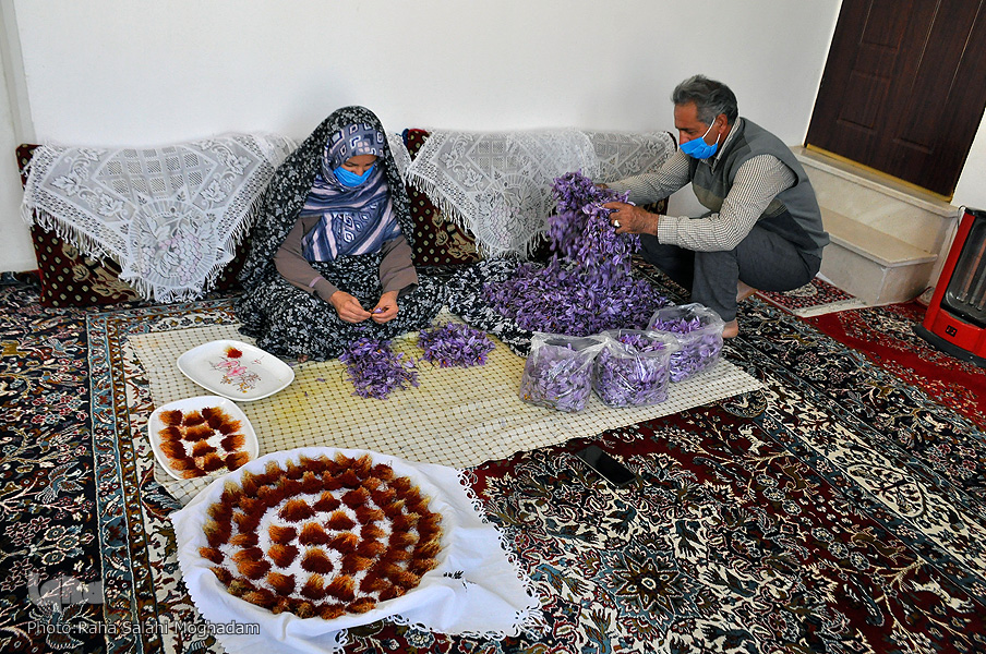 برداشت زعفران در خراسان‌ جنوبی