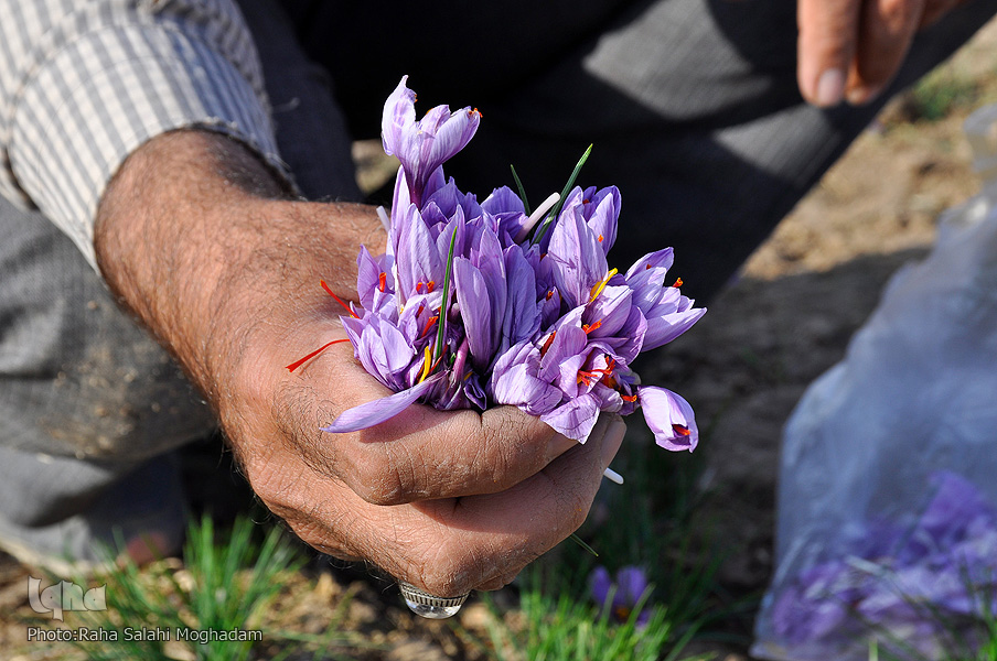 برداشت زعفران در خراسان‌ جنوبی
