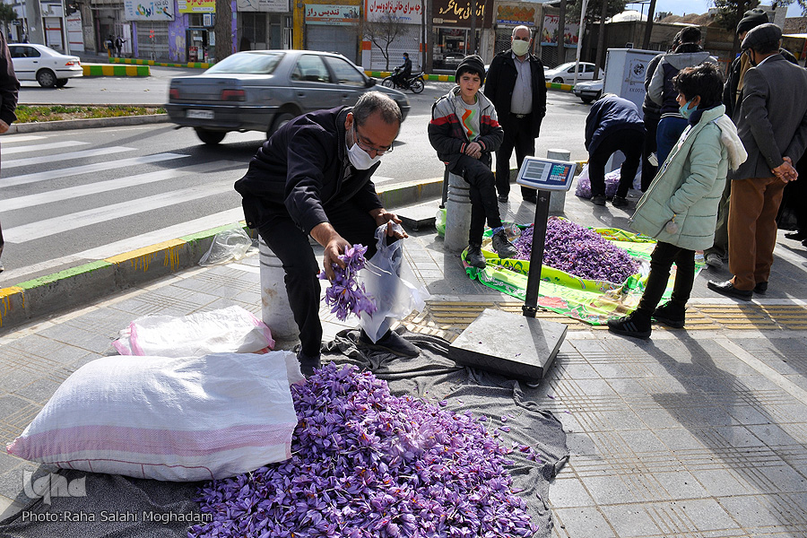 برداشت زعفران در خراسان‌ جنوبی