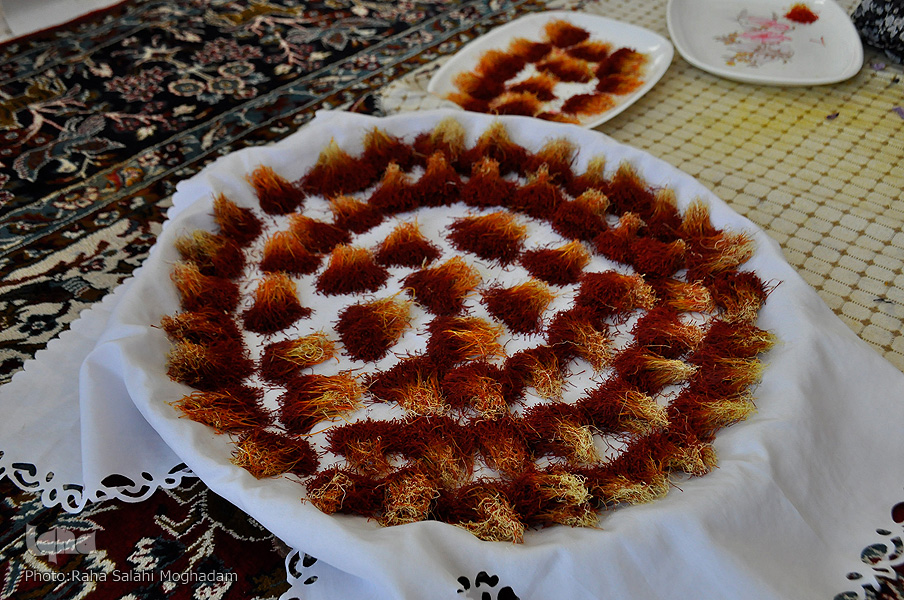 برداشت زعفران در خراسان‌ جنوبی