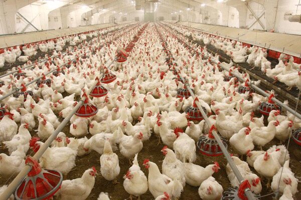 قیمت مرغ در بوشهر متعادل می‌شود