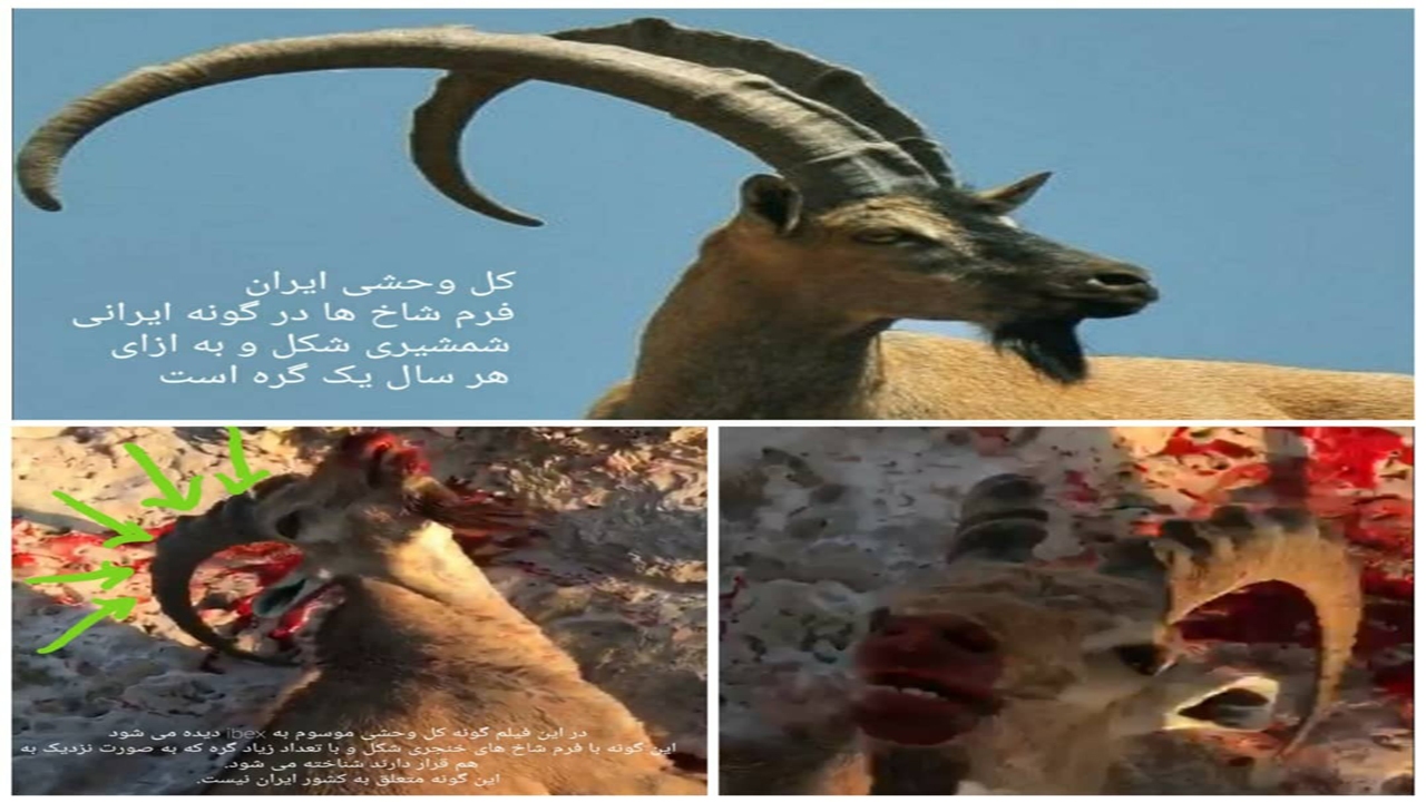 تکذیب حضور شکارچیان خارجی در پارک ملی خبر