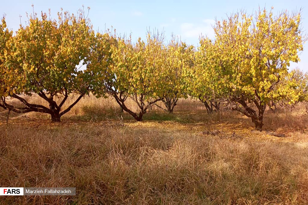 زیبایی‌ طبیعت ابرکوه در واپسین روزهای پاییزی