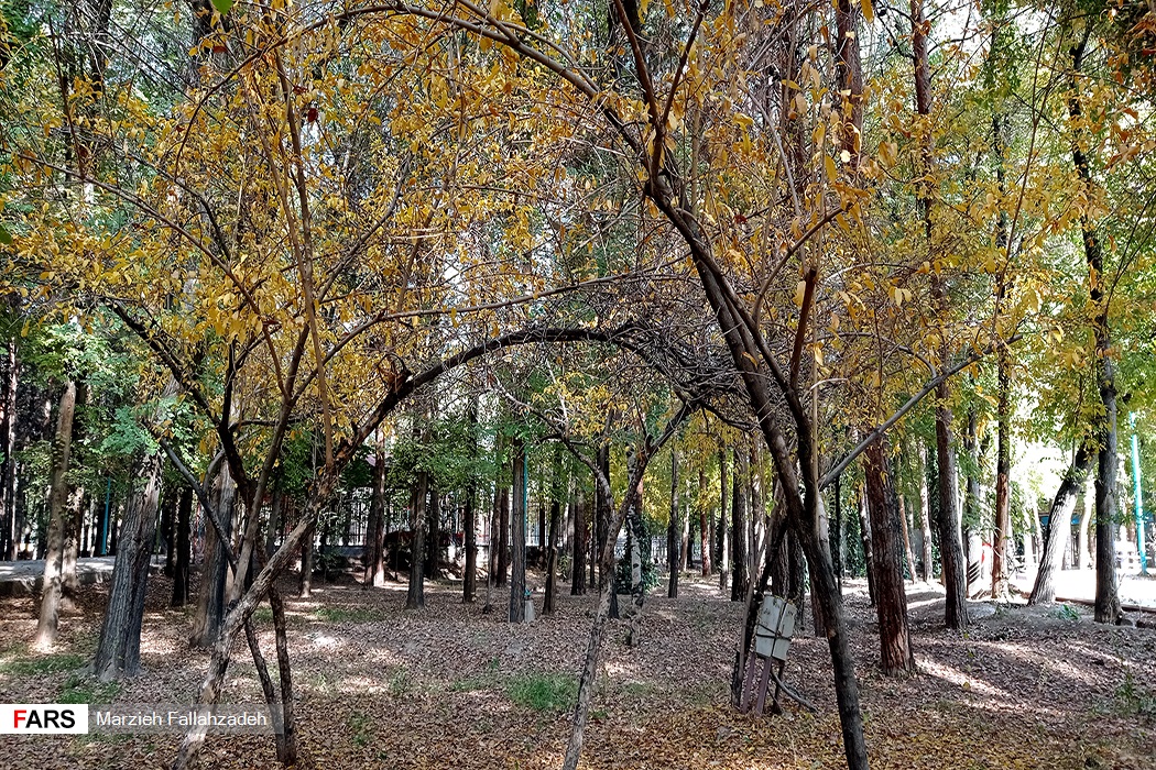 زیبایی‌ طبیعت ابرکوه در واپسین روزهای پاییزی