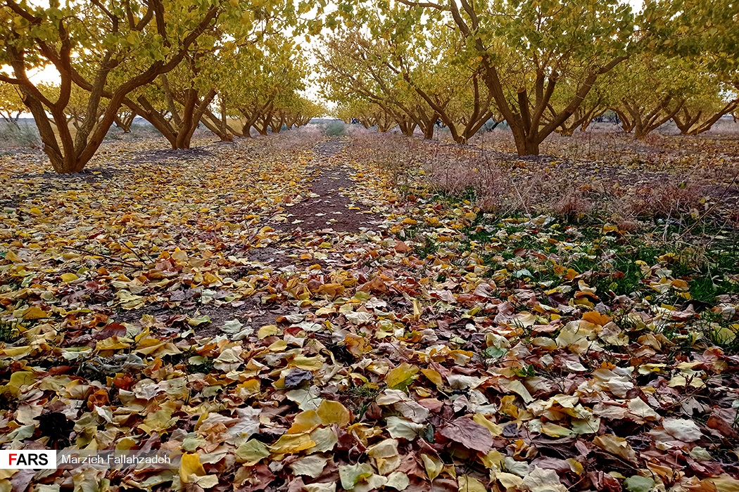 زیبایی‌ طبیعت ابرکوه در واپسین روزهای پاییزی