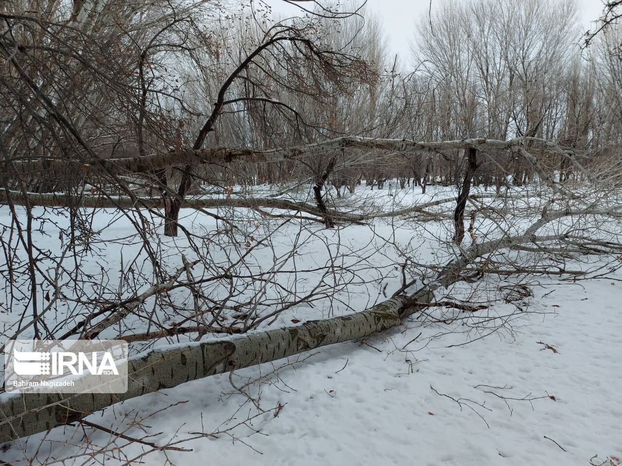 درختان شکسته از برف در اردبیل