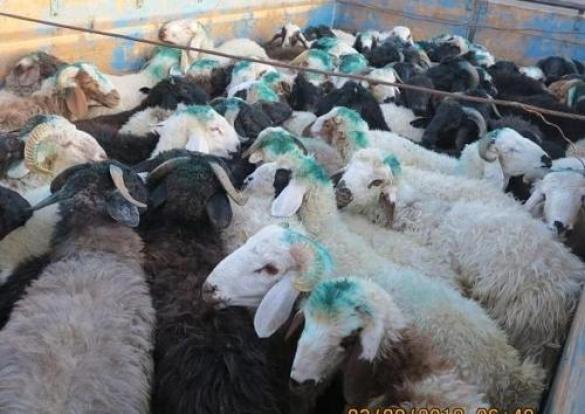 ۲۹۶ پرونده قاچاق دام در آذربایجان‌غربی تشکیل شد