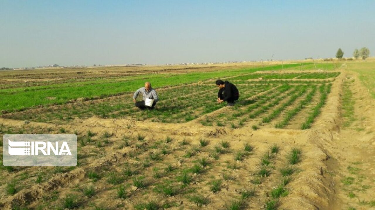 عکس/ برداشت زعفران در آران و بیدگل