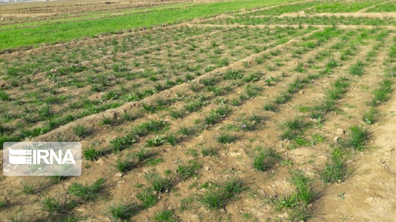 عکس/ برداشت زعفران در آران و بیدگل