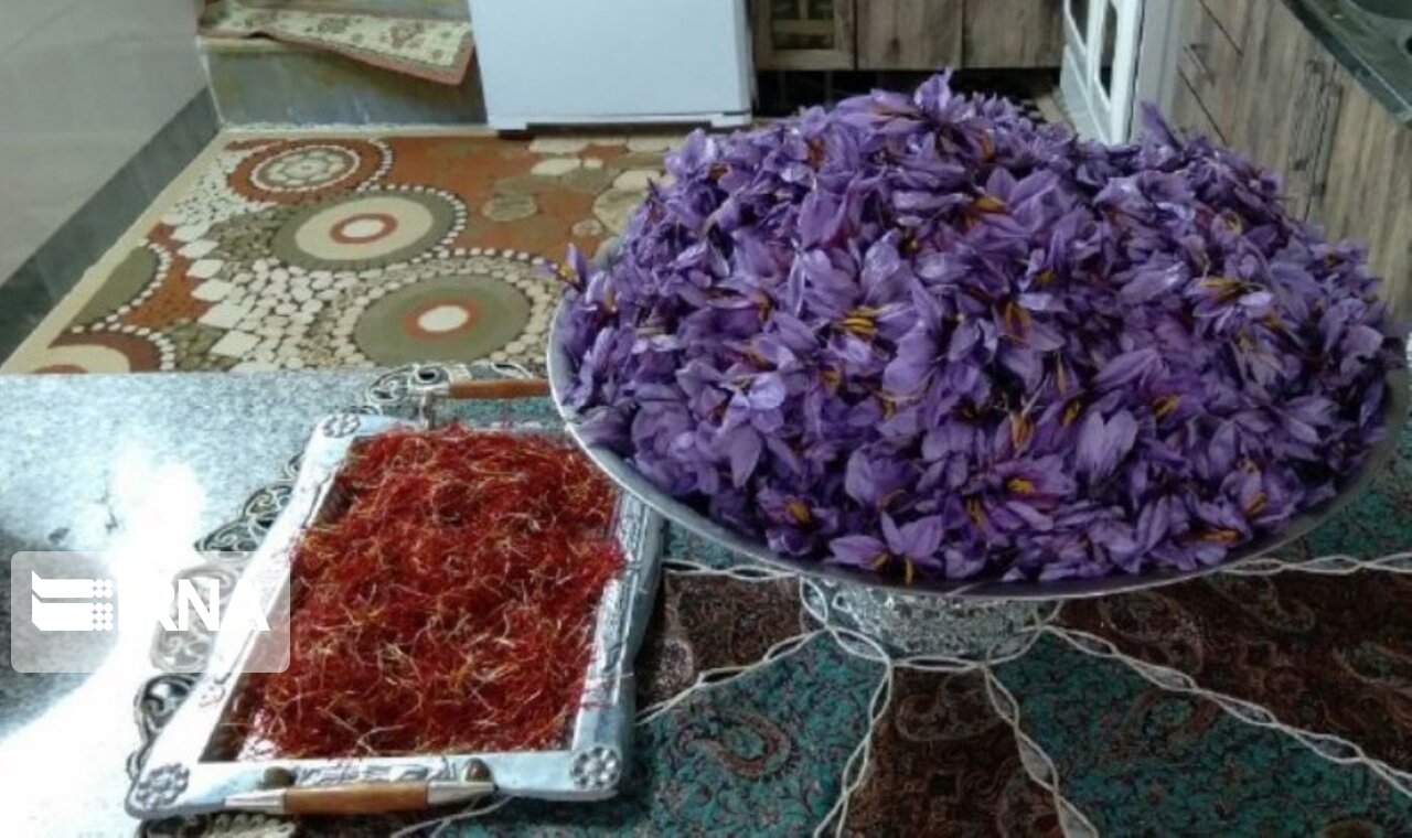 عکس/ برداشت زعفران در آران و بیدگل