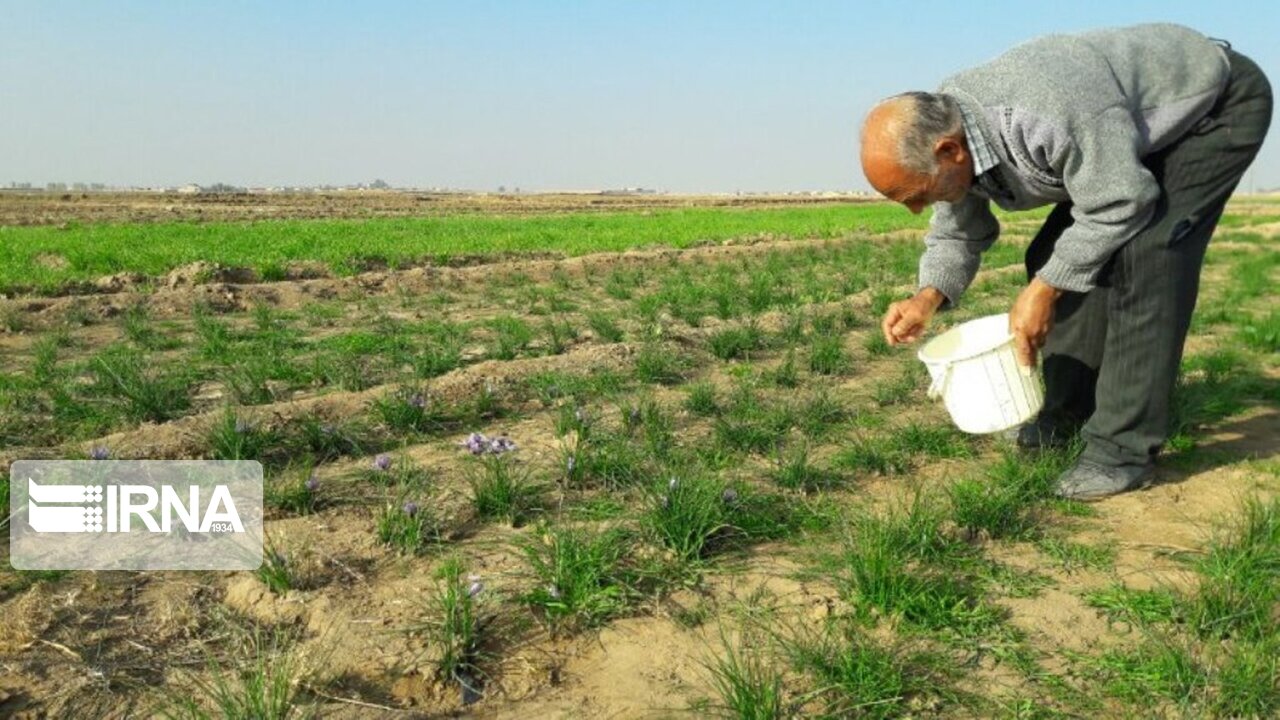 عکس/ برداشت زعفران در آران و بیدگل