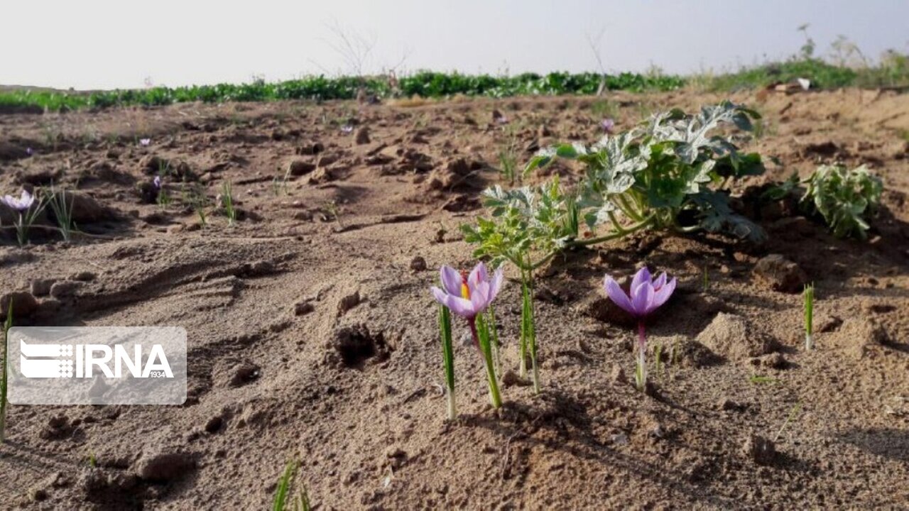 عکس/ برداشت زعفران در آران و بیدگل