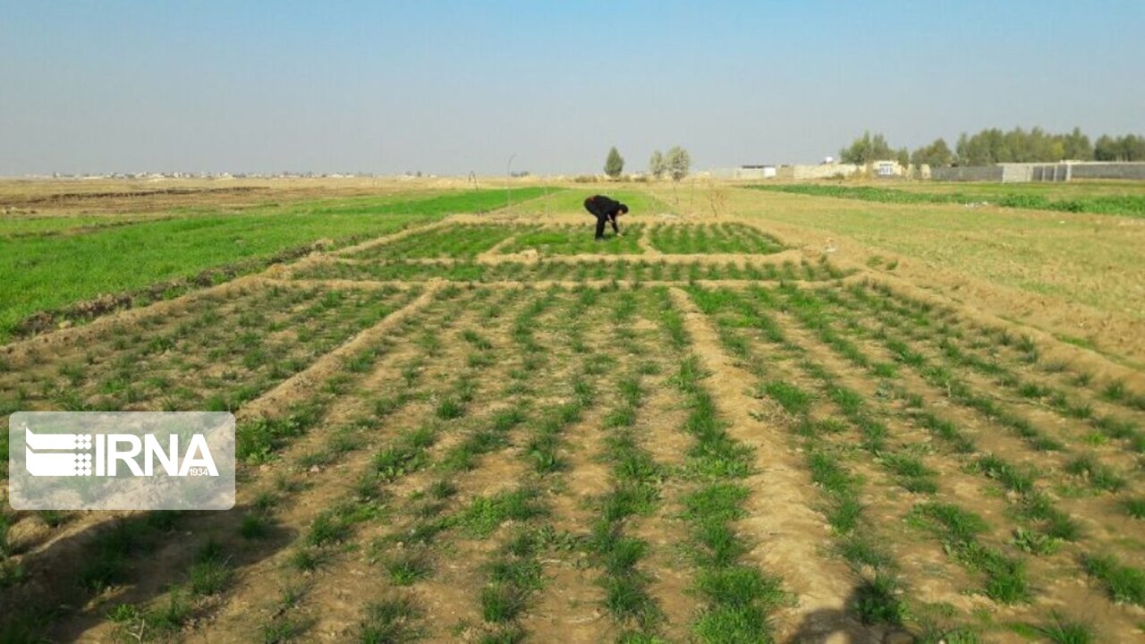 عکس/ برداشت زعفران در آران و بیدگل