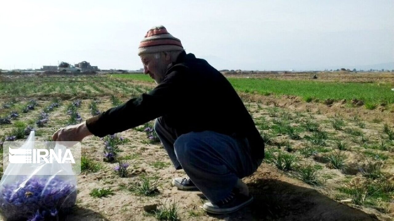 عکس/ برداشت زعفران در آران و بیدگل