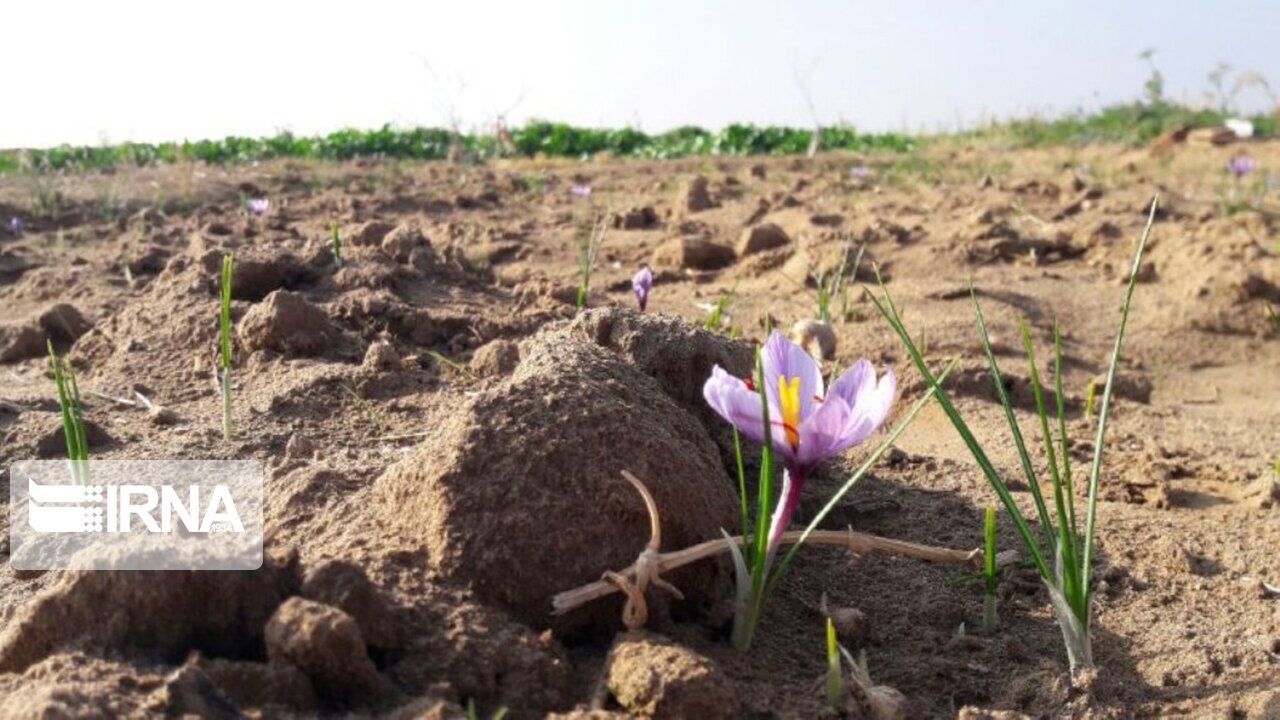 عکس/ برداشت زعفران در آران و بیدگل