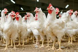 استمرار روند کاهشی قیمت مرغ در بازار