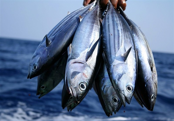 آخرین قیمت ماهیان دریایی و پرورشی در بازار