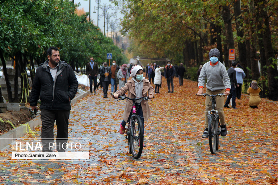 برگ ریزان پاییزی در شیراز