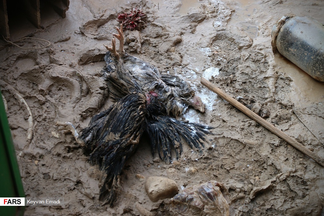 حیوانات تلف شده در مناطق سیل‌زده دشتستان