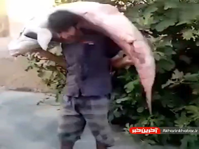 صید یک ماهی بسیار بزرگ و سنگین از رود سِیمَره در ایران