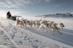 سورتمه سواری در سرمای گرینلند