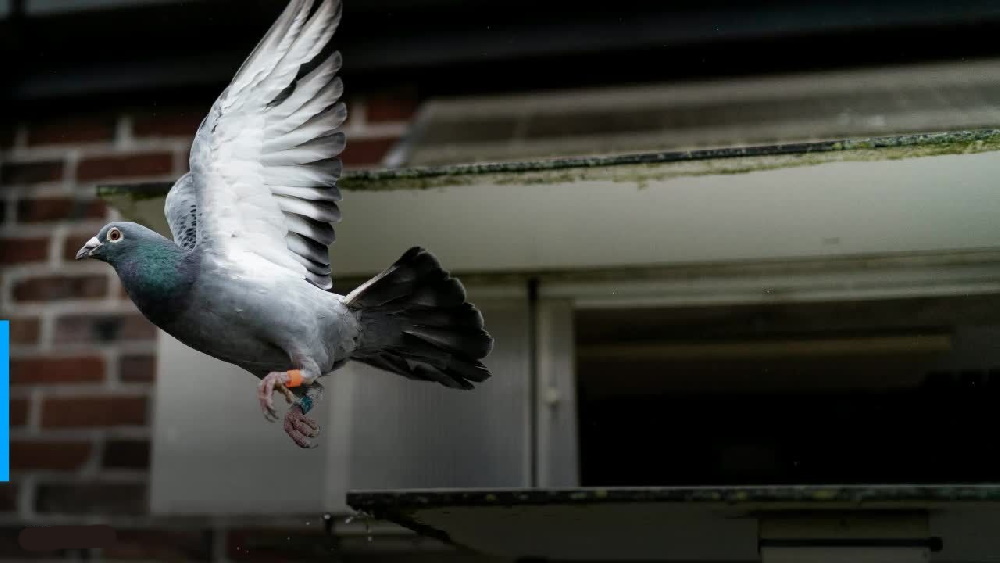 کبوتری که از مجازات مرگ به دلیل ورود غیرقانونی به استرالیا جان سالم به در برد!