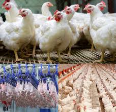 خرید مرغ زنده در زابل تا اطلاع ثانوی تعطیل