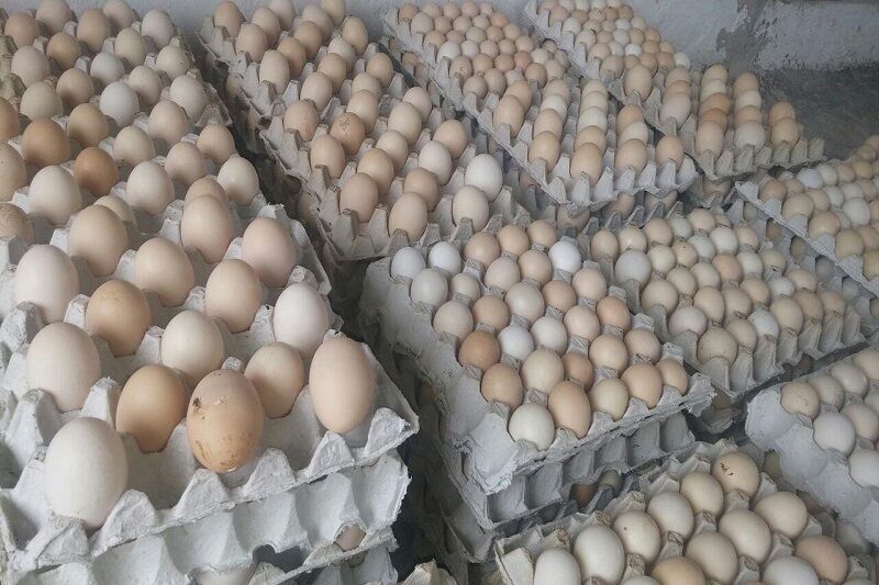 عرضه تخم‌مرغ با قیمت شانه‌ای ٣۵ هزار تومان در زاهدان آغاز شد