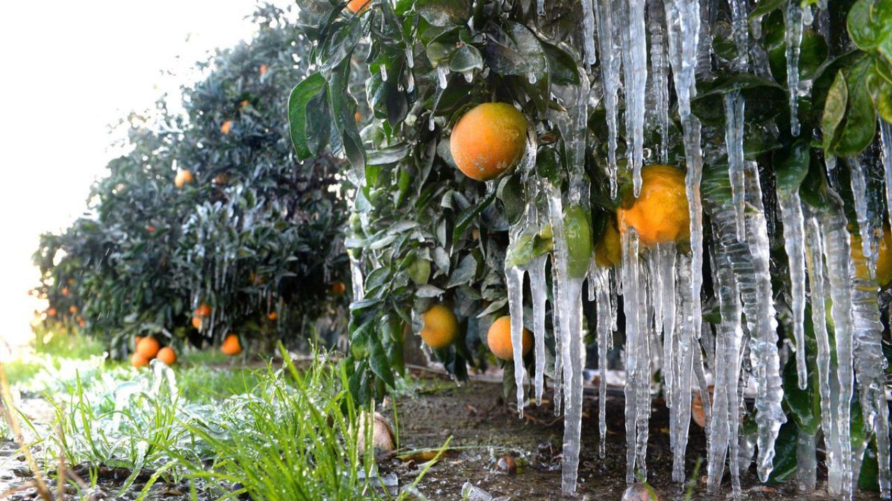 باغداران گلستانی برای کاهش خسارت سرما زدگی چه کنند؟