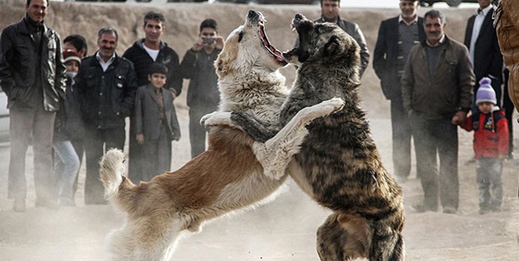 هشدار درباره پدیده شوم «جنگ سگ‌ها» در  شهرستان سراب