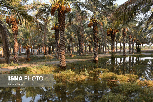 دستگیری سارق باغات کشاورزی در دشتستان