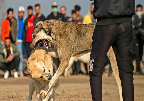 عکس/ جنگ خونبار سگ‌ها در گلوگاه