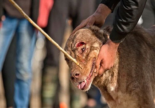 عکس/ جنگ خونبار سگ‌ها در گلوگاه