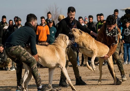 عکس/ جنگ خونبار سگ‌ها در گلوگاه