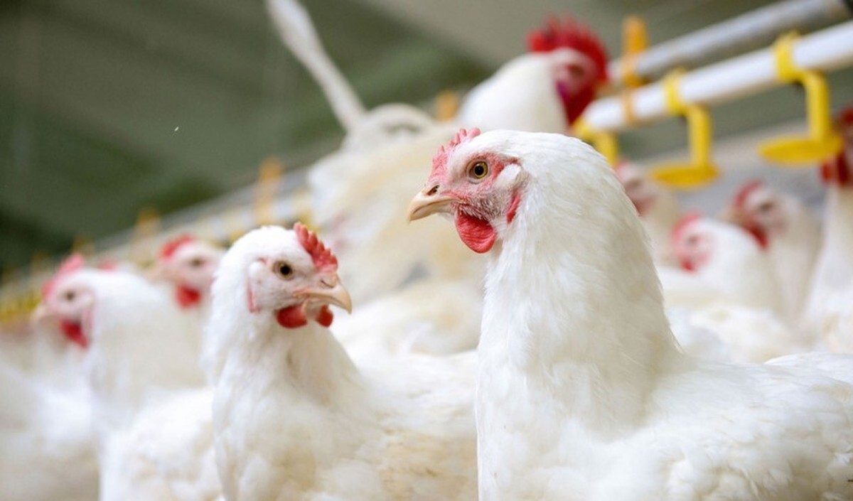 توقیف محموله یک میلیارد ریالی مرغ قاچاق در بهار