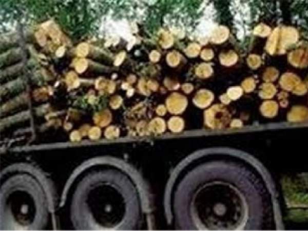کشف بیش از 15 تن چوب جنگلی قاچاق در رامیان
