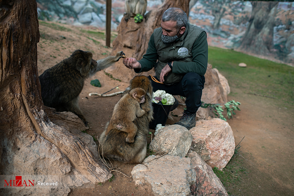 نابودی تنها باغ وحش یونان