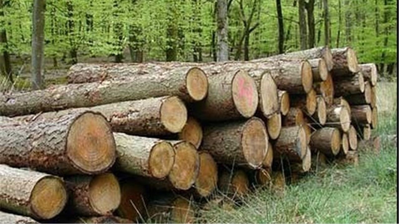 کشف ۲۵ تن چوب قاچاق در میاندوآب