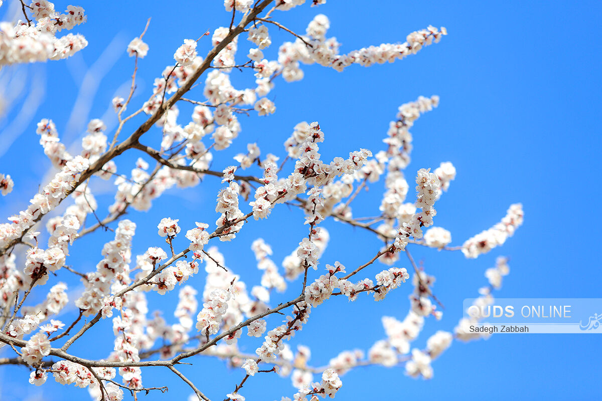 شکوفه های زمستانی در مشهد