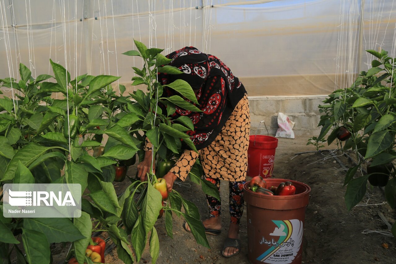 برداشت فلفل رنگی از گلخانه های میناب