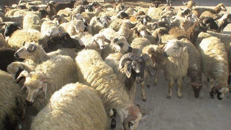 ۱۱۵ راس دام قاچاق در قصرشیرین کشف شد