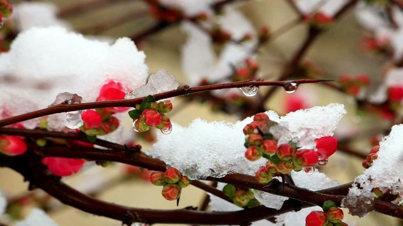 سرمازدگی شکوفه‌های بهاری را تهدید می‌کند